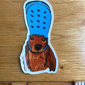Adorable dog with Crock shoe on head as a hat blue footwear golden retriever